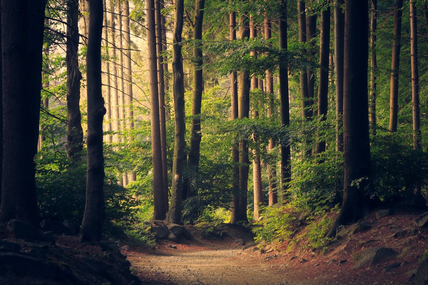 Bosque de pinos